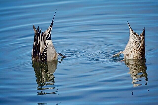 Northern Pintails by Mike's Birds from Riverside, CA, US is licensed under CC-SA 2.0.